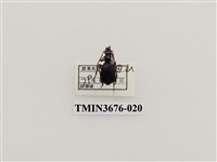 藏品(步行蟲(2))的圖片